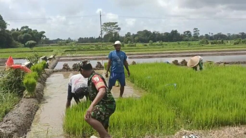 Dukung Ketahanan Pangan, Babinsa Koramil Gandusari Bantu Penyiapan Lahan Pertanian Di Sawah Warga Binaannya