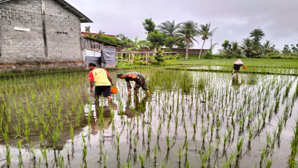 Dukung Ketahanan Pangan, Babinsa Pos Selopuro Bantu Pemupukan Tanaman Padi Di Sawah Milik Warga Binaannya