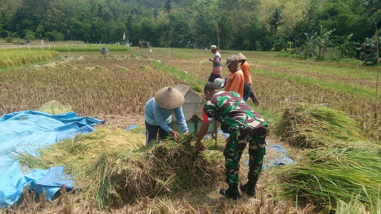 Bentuk Dukungan Babinsa Tingkatkan Ketahanan Pangan Wilayah Desa Teter Boyolali