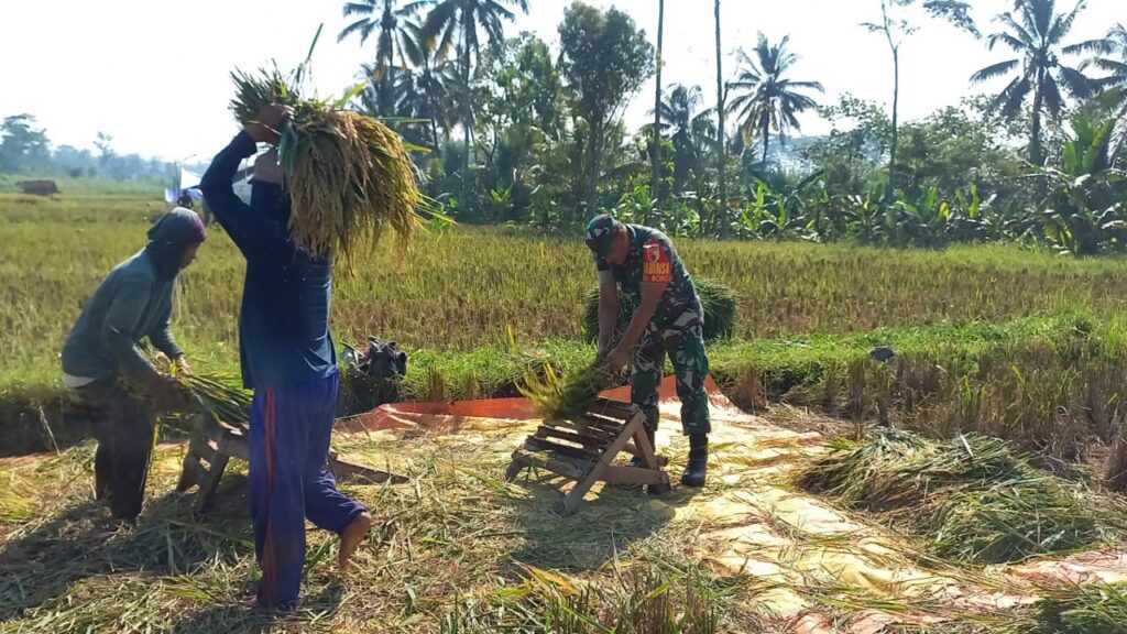 Terjun Ke Lapangan, Sertu Yudha Bantu Panen Padi Bapak Gianto